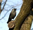 Black rook on a tree
