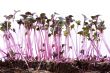 sprouts