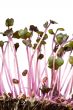 sprouts