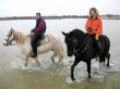couple, horses and sea