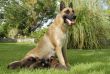 malinois and puppies