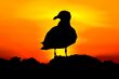 Bird silhouette