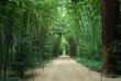 bamboo forest