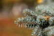 Blue spruce branch