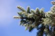 blue spruce