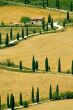 Famous winding road with cypresses in Tuscany