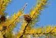 Yellow branches with strobilas