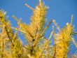 Yellow larch branches
