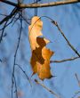Brown autumn leaf