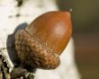 Acorn on the birch