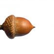Acorn macro view