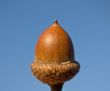 Acorn on the sky background