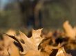 Autumn leaves
