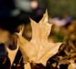 Autumn leaves macro view