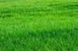 Grass