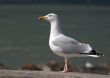 Seagull