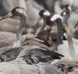 Migrate of birds