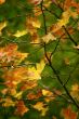 Fall leaves