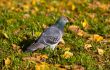 Pigeon in autumn