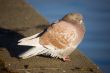 pigeon on parapet