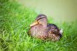 Duck in grass