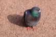Pigeon on gravel