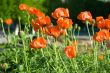 red poppies on city street
