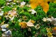 Autumn grass