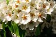 Closeup of apple blossoms. Springtime.