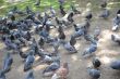 Pigeons on a street.