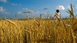 Young girl with umbrella walks on a field