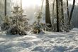 Trees mantled with rime frost and bushes