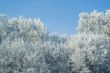 Trees mantled with rime frost and bushes