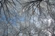 Trees mantled with rime frost and bushes