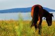 Silhouette of a horse