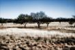 Cold WInter Landscape