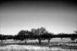 Cold WInter Landscape