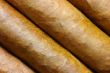 Cigars in a row close-up