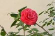 Pink beautiful rose in the garden