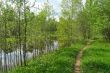 Landscape with small river and birches