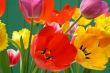 Tulips bouquet on shiny day