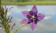 Deep purple beautiful  wild flower