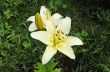 Yellow tiger lily in the garden