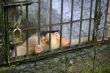Monkey in a cage