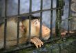 Monkey in a cage