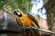 Parrot on a branch
