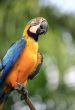 Parrot on a branch