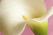 Beautiful calla lilly on pink