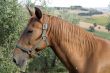 Brown horse in profile in Tuscany