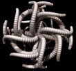 worms